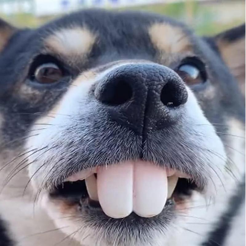 Huisdier CorgiDog Valse Tanden - 3D Printing Tooth recensie en prijs
