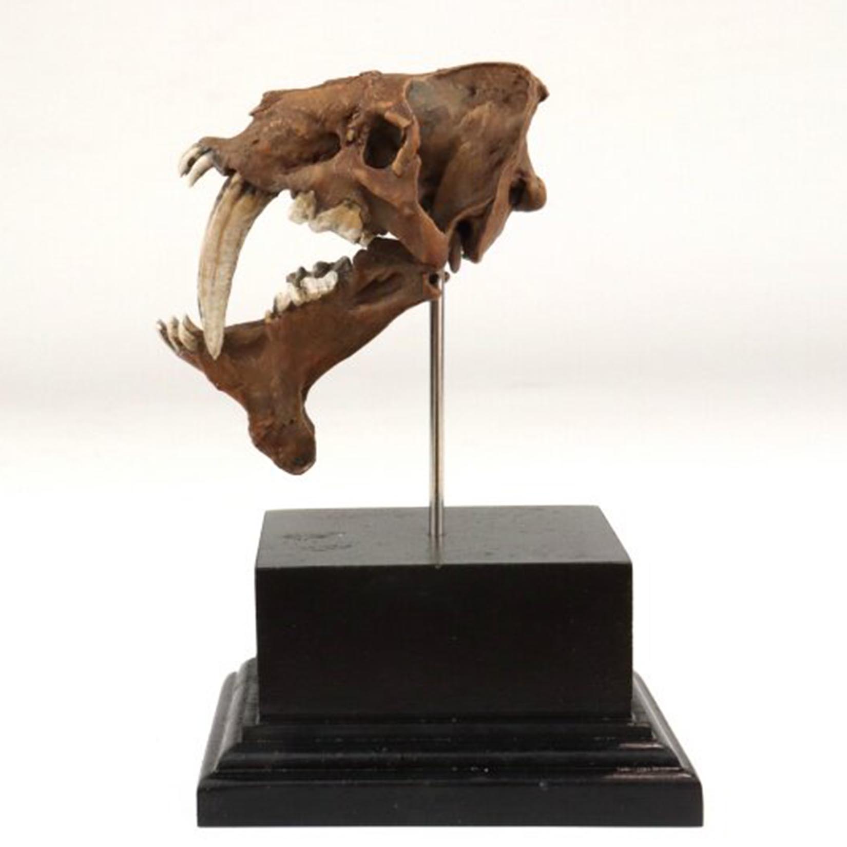Smilodon schedelmodel 3D gepri - 3D Printing Tooth recensie en prijs