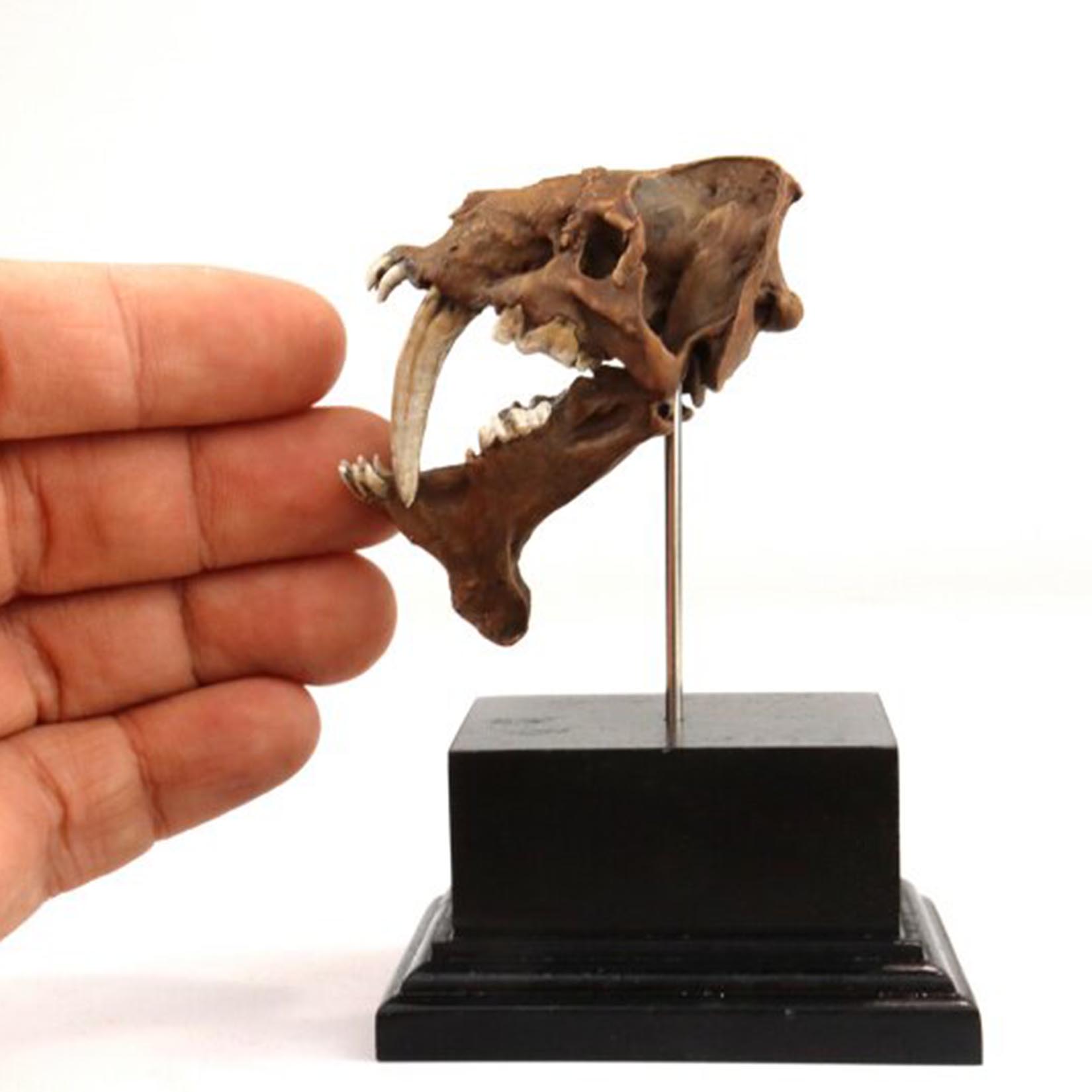 Smilodon schedelmodel 3D gepri - 3D Printing Tooth recensie en prijs