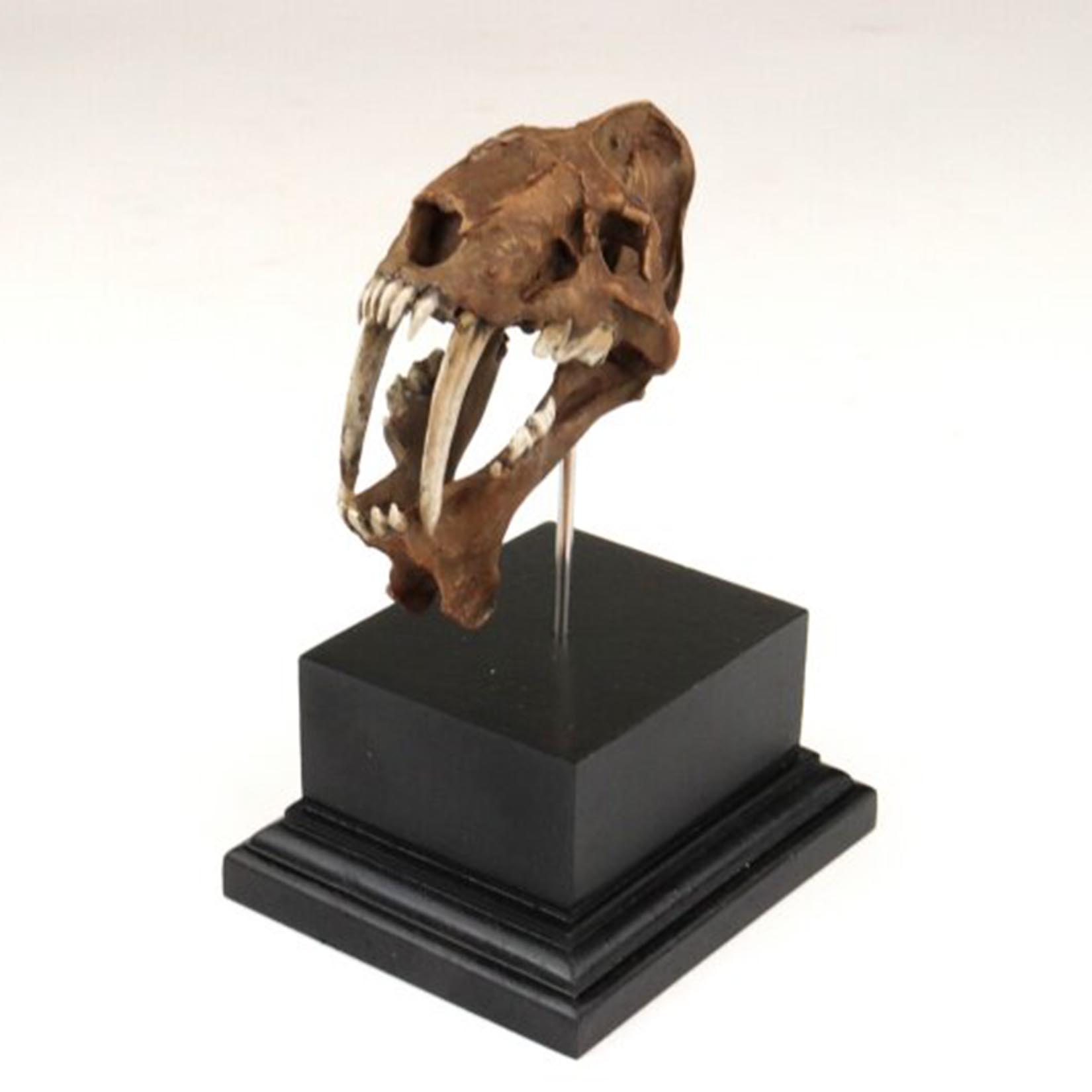 Smilodon schedelmodel 3D gepri - 3D Printing Tooth recensie en prijs